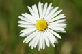 Beautiful tender daisy flower growing outdoors, closeup Royalty Free Stock Photo