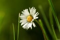 Beautiful tender daisy flower growing outdoors, closeup Royalty Free Stock Photo