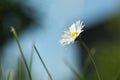 Beautiful tender daisy flower growing outdoors, closeup. Space for text Royalty Free Stock Photo