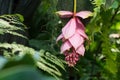 Beautiful tender flower in the tropical garden.