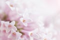 Beautiful tender gentle delicate flower background with small pi Royalty Free Stock Photo