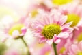 Beautiful tender gentle delicate flower background with small pi Royalty Free Stock Photo