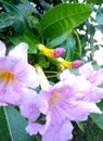 Pink flowers on a flowering tree