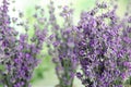 Beautiful tender lavender flowers on blurred background, closeup. Space for Royalty Free Stock Photo