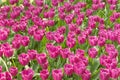 Beautiful tender lilac tulips adorn the spring park or garden