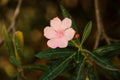 Beautiful and tender little soft pink oleander or or nerium flower Royalty Free Stock Photo