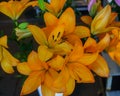 Beautiful tender orange lily flowers, unusual shapes growing in the garden