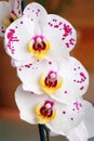 Beautiful tender orchid flower