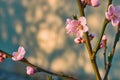 Beautiful tender pink apricot flowers on a spring tree at sunset Royalty Free Stock Photo