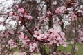 Pink cherry blossom. Bokeh Royalty Free Stock Photo