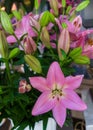 Beautiful tender pink lily flowers, unusual shapes growing in the garden