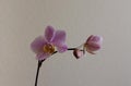 Beautiful tender pink orchid branch Royalty Free Stock Photo