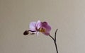 Beautiful tender pink orchid branch Royalty Free Stock Photo