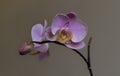 Beautiful tender pink orchid branch Royalty Free Stock Photo