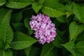 Beautiful tender pink purple hydrangea flower bloomed in the spring garden. Blooming hortensia in the summer Royalty Free Stock Photo