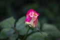 Beautiful tender pink rose Double Delight in soft focus. The greenery garden acts as a dark background. Natural daylight. Royalty Free Stock Photo