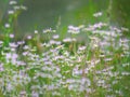 Beautiful small White wild daisy flowers in large numbers in a meadow Royalty Free Stock Photo