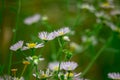 Beautiful tender wild daisy flowers in large numbers in a meadow Royalty Free Stock Photo