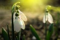 Beautiful tender snowdrops outdoors on sunny day, closeup. First spring flowers Royalty Free Stock Photo