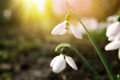 Beautiful tender snowdrops outdoors on sunny day, closeup. First spring flowers Royalty Free Stock Photo