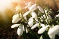 Beautiful tender snowdrops outdoors on sunny day, closeup. First spring flowers Royalty Free Stock Photo