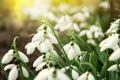 Beautiful tender snowdrops outdoors on sunny day, closeup. First spring flowers Royalty Free Stock Photo