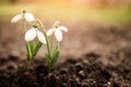 Beautiful tender snowdrops outdoors on sunny day, space for text. First spring flowers Royalty Free Stock Photo