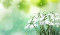 Beautiful tender snowdrops outdoors on sunny day, space for text. First spring flowers Royalty Free Stock Photo