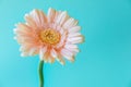 Beautiful tender spring flowers gerbera on blue background. Spring concept.