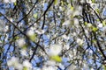 Beautiful tender spring natural cherry blossom tree branch against blue sky. Royalty Free Stock Photo