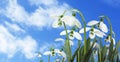 Beautiful tender spring snowdrops outdoors against blue sky, space for text. Banner design Royalty Free Stock Photo