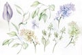 Beautiful tender watercolor set with different flowers and leaves. Illustration