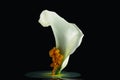 beautiful tender white calla lily flower and orange paint Royalty Free Stock Photo