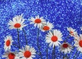 Beautiful Tender White Daisy Flowers A Brilliant Holiday Blue B