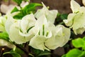 Beautiful Tender White Flowers Close-up