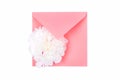 Beautiful tender white peony flower head on coral color envelope isolated on white background.