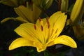 Beautiful yellow lily in a dark green garden