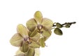 Beautiful tender yellow orchid branch isolated on white background. Flower banner close up Royalty Free Stock Photo