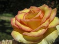 Beautiful tender yellow with red stripes rose Ambiance in natural sunlight