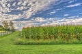 Beautiful Tennessee Corn Field Near Harvest Time Royalty Free Stock Photo