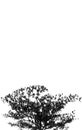 Silhouette Terminalia ivorensis Tree isolated on a white background