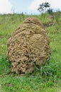 A termite house growing in the field