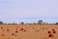 Beautiful termite mounds on dry grassy agricultural field, Bonito, Mato Grosso, Pantanal, Brazil Royalty Free Stock Photo