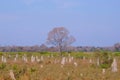 Beautiful termite mounds on dry grassy agricultural field, near Pocone, Mato Grosso, Pantanal, Brazil Royalty Free Stock Photo