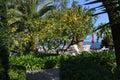 Sorrento Terrace with lemon trees overlooking the sea in Sorrento Italy Royalty Free Stock Photo