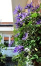 Beautiful terrace with a lot of flowers