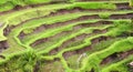 Beautiful terrace paddy field at Ubud, Bali Royalty Free Stock Photo