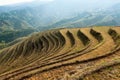 Beautiful terraced fields scenery Royalty Free Stock Photo