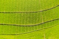 Beautiful terraced green paddy plants