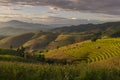 Beautiful terraced rice field in harvesting season. Mae Cham, Chaingmai, Thailand. Royalty Free Stock Photo